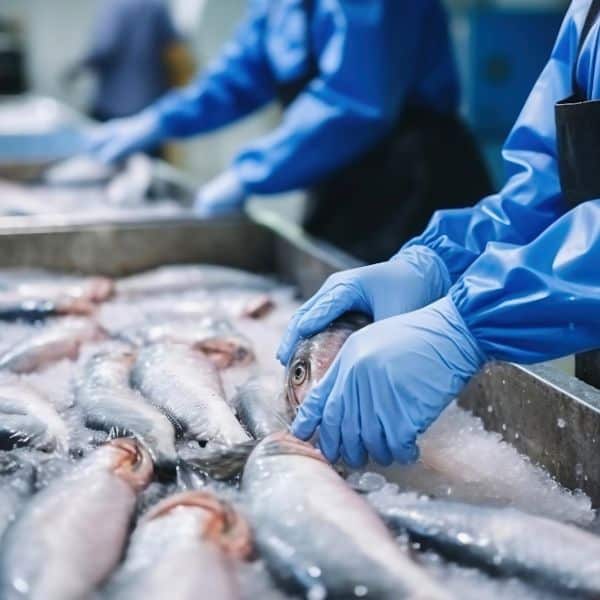Sea Food Processing